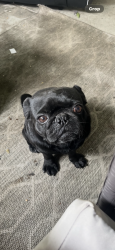 Reunited Male Dog last seen Near S Essey Ave, Compton, CA 90221, USA, Compton, CA 90221