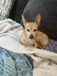 Found/Stray Female Dog last seen 4th and 308th S, Federal Way, WA 98003