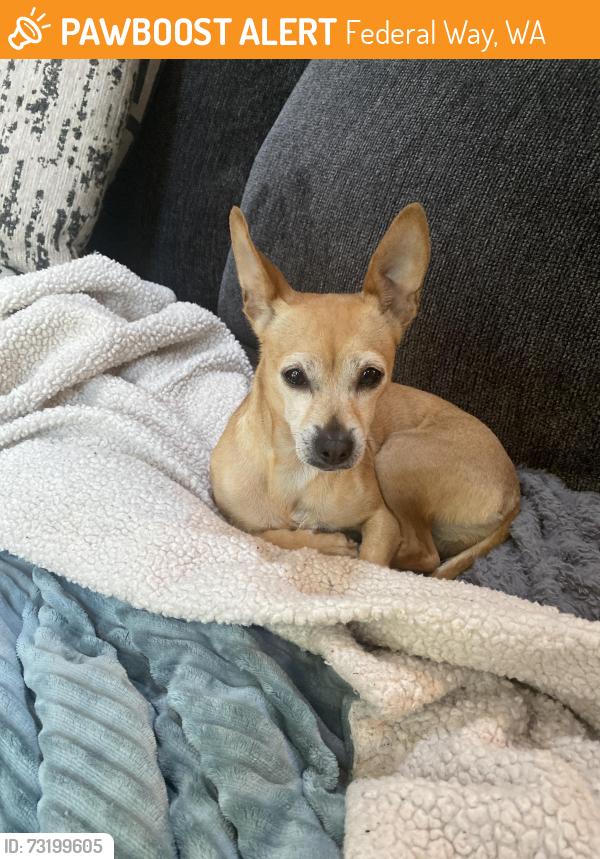 Found/Stray Female Dog last seen 4th and 308th S, Federal Way, WA 98003