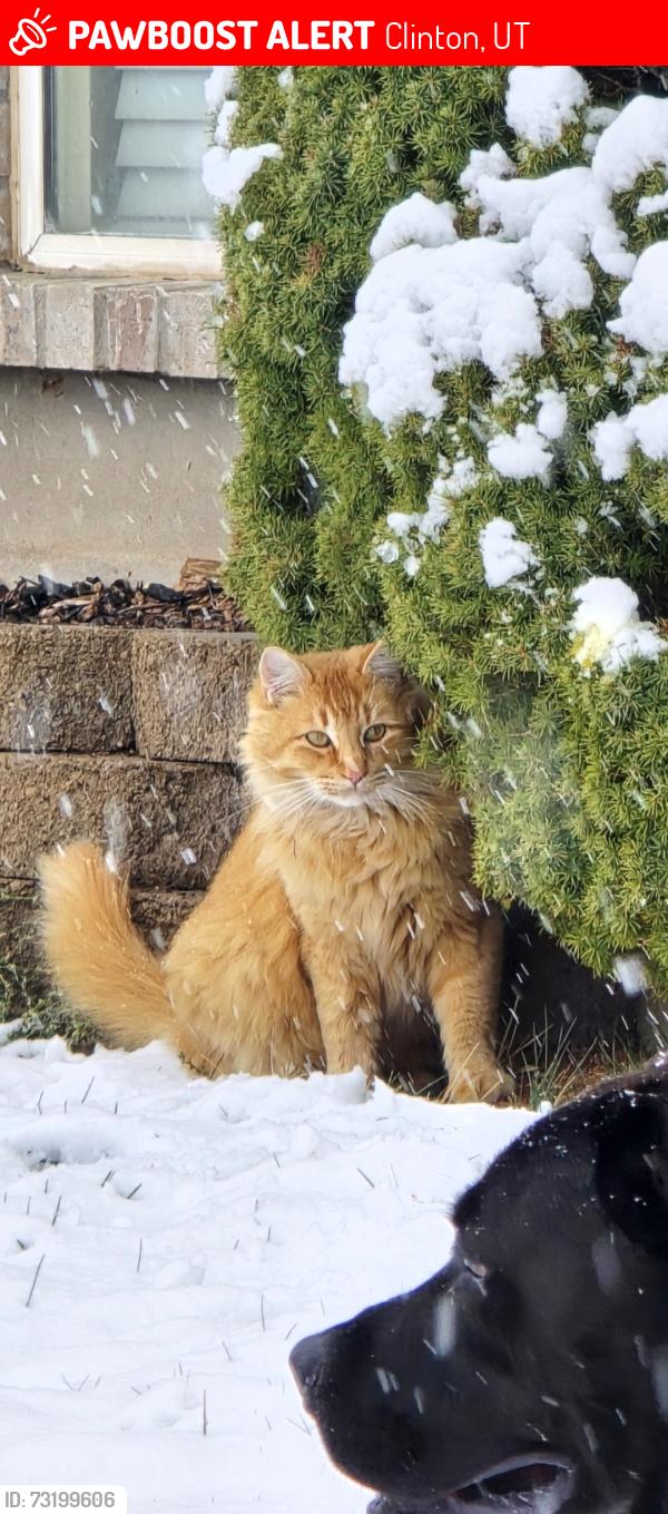 Lost Male Cat last seen W1580N, Clinton, UT 84015