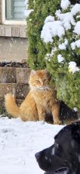 Lost Male Cat last seen W1580N, Clinton, UT 84015