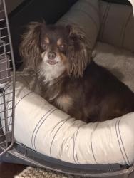 Found/Stray Female Dog last seen Ran down bammel from rogue river dr. Towards sam houston tollway, was picked up at bammel and greenyard dr by h&are block, Houston, TX 77086
