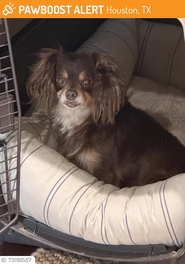 Found/Stray Female Dog last seen Ran down bammel from rogue river dr. Towards sam houston tollway, was picked up at bammel and greenyard dr by h&are block, Houston, TX 77086