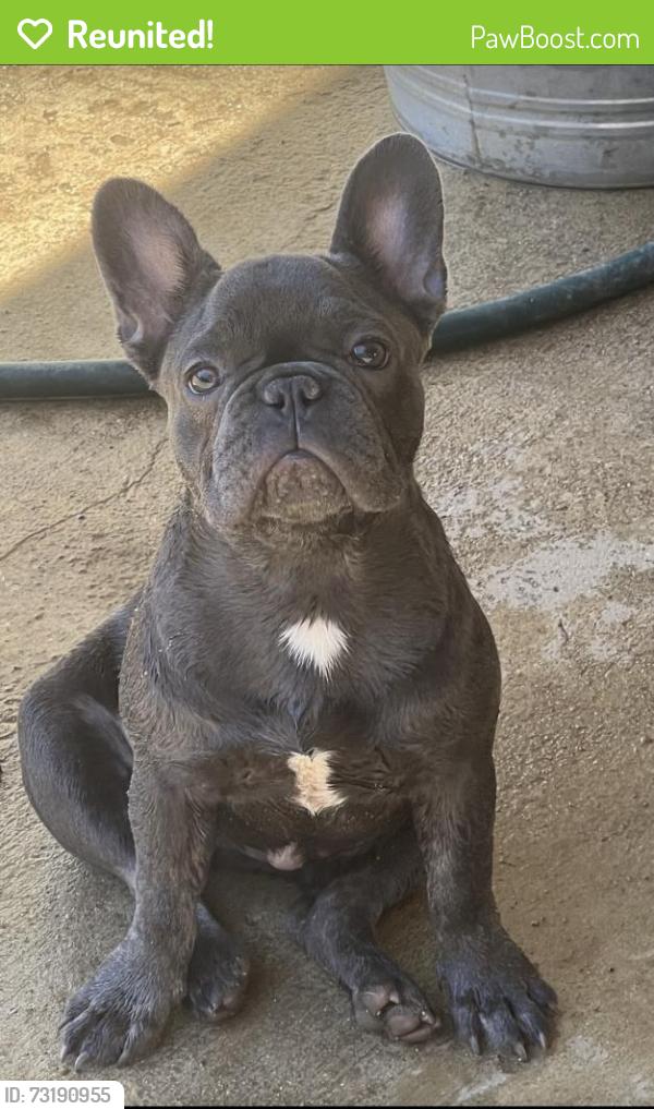 Reunited Female Dog last seen 20th street East, Palmdale, CA 93550