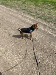 Lost Male Dog last seen Gentrytown dr, Antioch, CA 94509