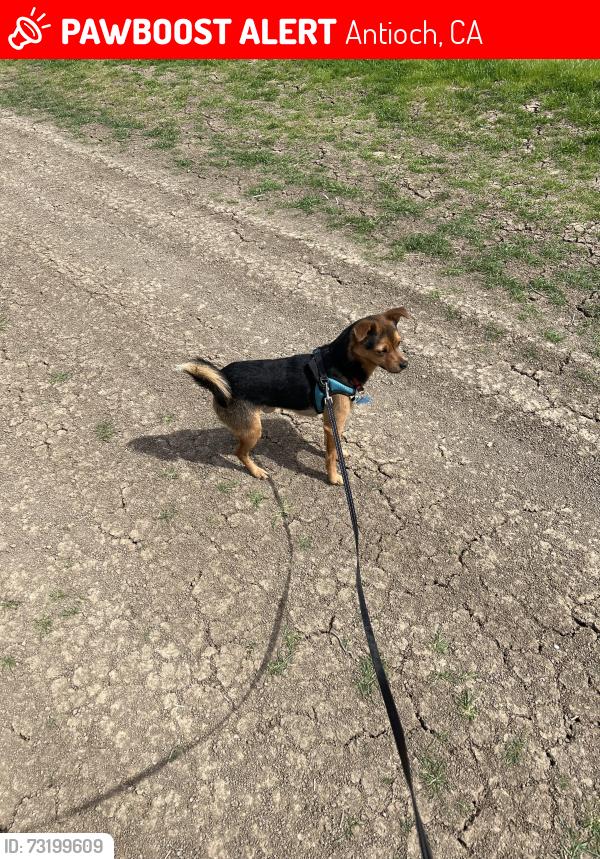 Lost Male Dog last seen Gentrytown dr, Antioch, CA 94509