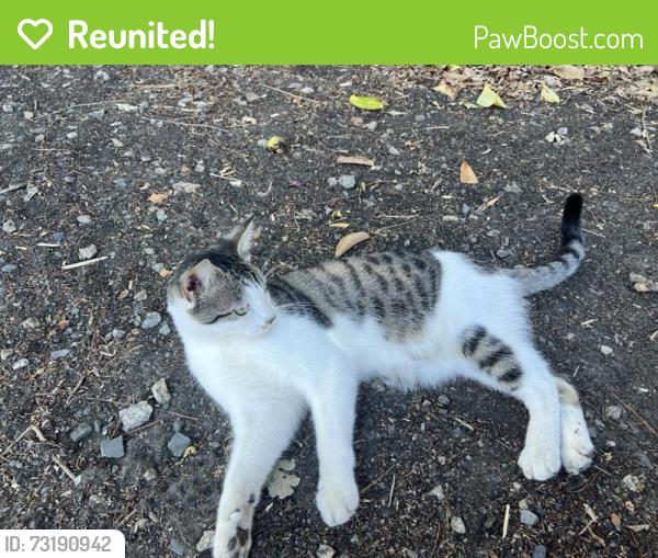 Reunited Male Cat last seen Near the creek, Pleasant Hill, CA 94553