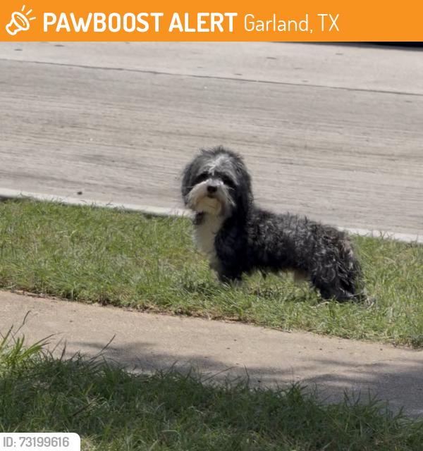 Found/Stray Male Dog last seen Shorecrest Dr garland TX 75040, Garland, TX 75040