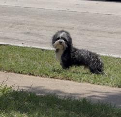 Found/Stray Male Dog last seen Shorecrest Dr garland TX 75040, Garland, TX 75040