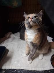 Lost Female Cat last seen 80th and 20th, Midland, WA 98404