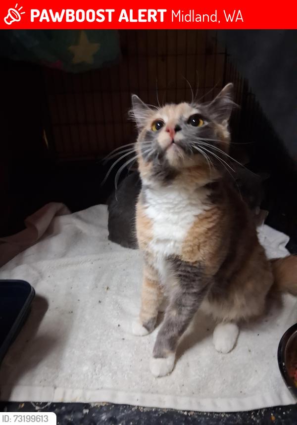 Lost Female Cat last seen 80th and 20th, Midland, WA 98404