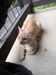 Found/Stray Male Cat last seen Echota Way, Sevierville, TN 37862