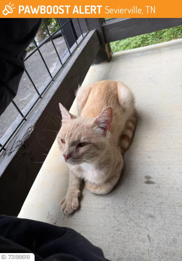 Found/Stray Male Cat last seen Echota Way, Sevierville, TN 37862