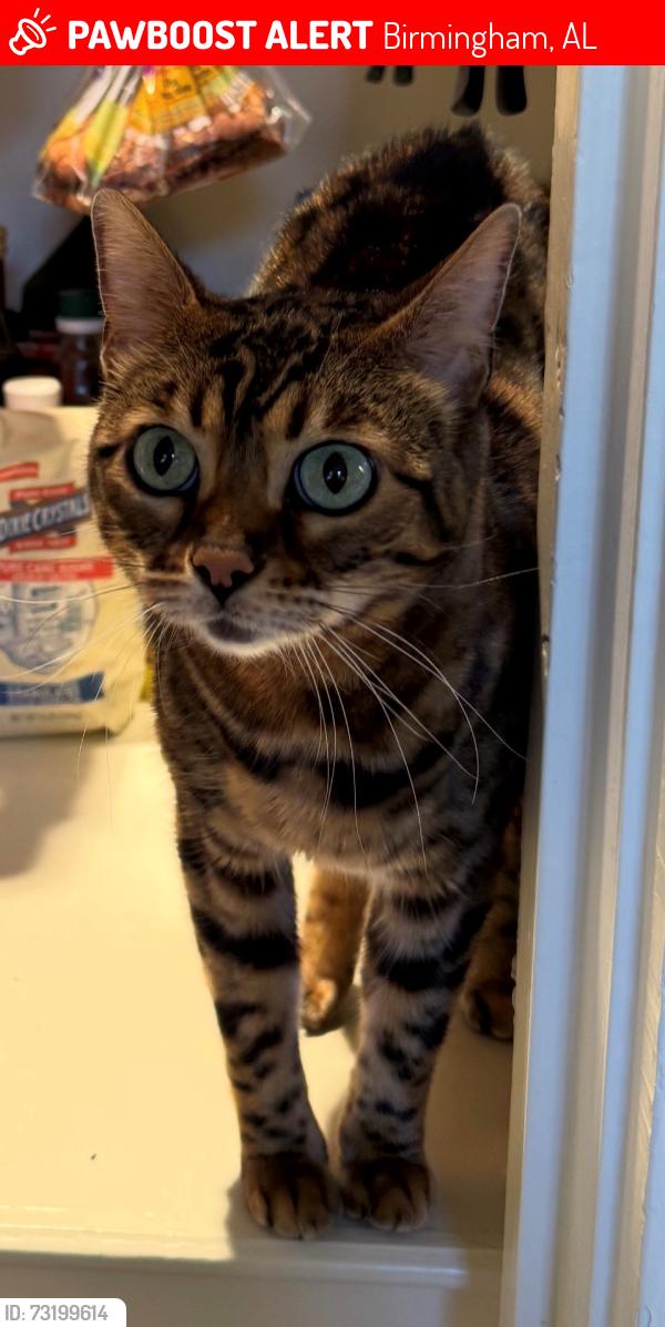 Lost Female Cat last seen Sterling Road, Birmingham, AL 35213