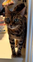 Lost Female Cat last seen Sterling Road, Birmingham, AL 35213