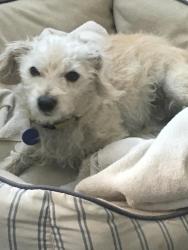 Lost Male Dog last seen Tamarack st, Carlsbad, CA 92010