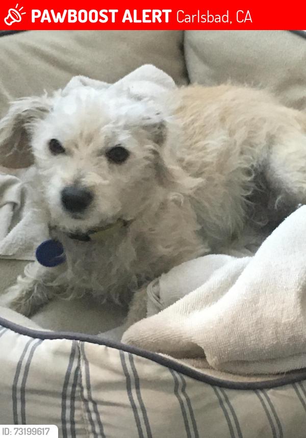Lost Male Dog last seen Tamarack st, Carlsbad, CA 92010