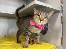 Shelter Stray Female Cat last seen Apt 6G,374 Pearl Street, NEW YORK, NY, 10038, 326 E 110th St, New York, NY 10029, USA