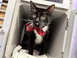 Shelter Stray Male Cat last seen Apt 3A,220 Madison Street, NEW YORK, NY, 10002, 326 E 110th St, New York, NY 10029, USA