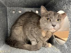 Shelter Stray Female Cat last seen Near Waterbury Avenue, BRONX, NY, 10462, 326 E 110th St, New York, NY 10029, USA