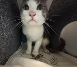 Shelter Stray Male Cat last seen Near E 143rd, BRONX, NY, 10451, 326 E 110th St, New York, NY 10029, USA