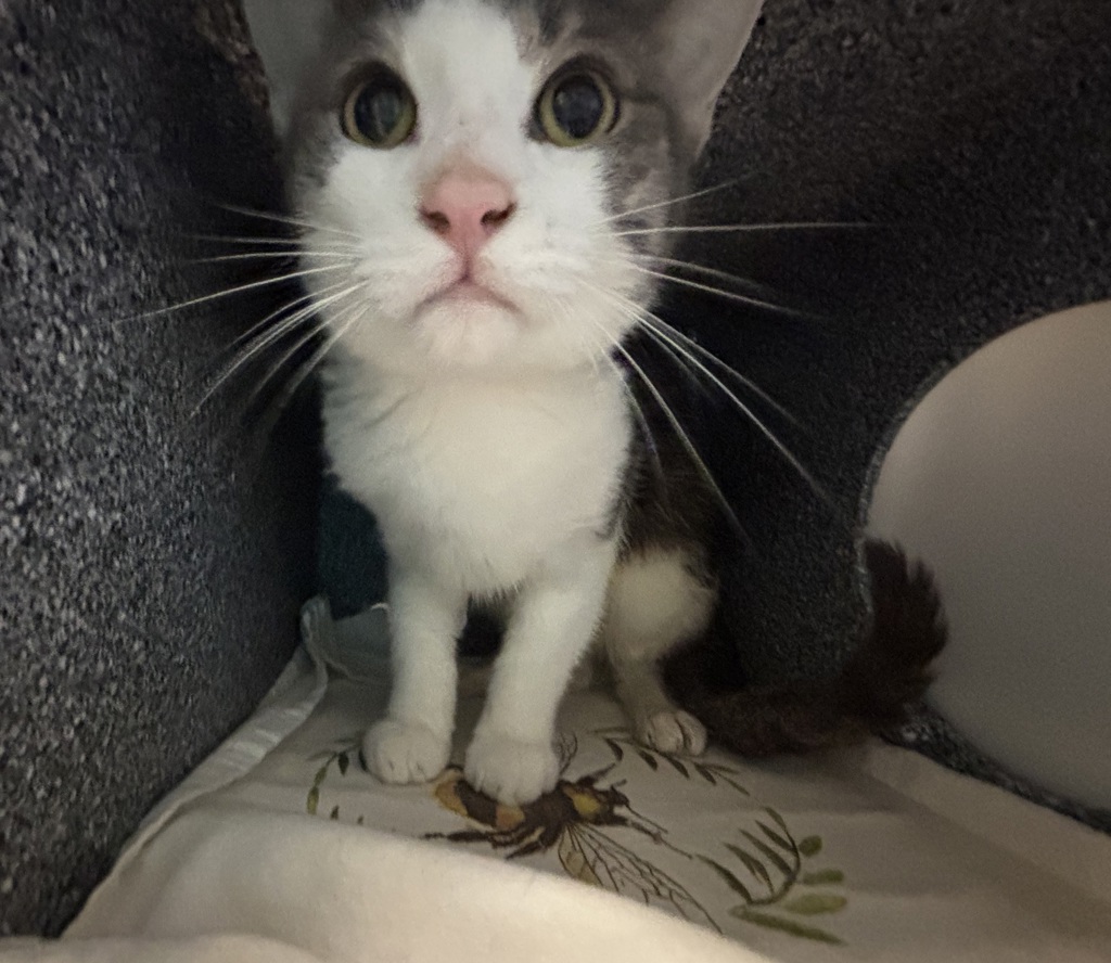 Shelter Stray Male Cat last seen Near E 143rd, BRONX, NY, 10451, 326 E 110th St, New York, NY 10029, USA