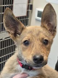 Shelter Stray Female Dog last seen Near El Cajon Boulevard, La Mesa, CA, 91942, El Cajon, CA 92020, USA