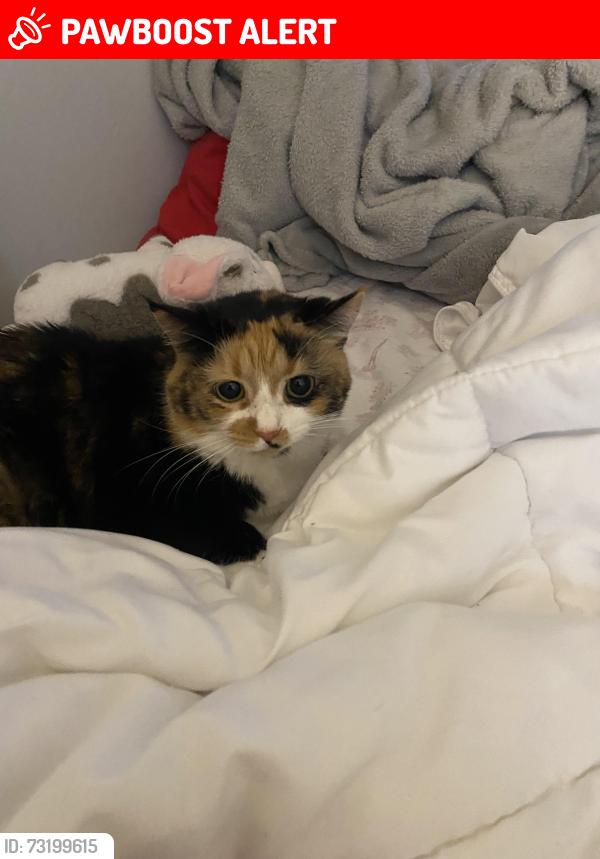 Lost Female Cat last seen Franklin blvd, Highland Heights, OH 44143