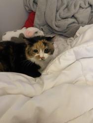 Lost Female Cat last seen Franklin blvd, Highland Heights, OH 44143