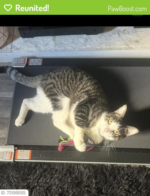 Reunited Male Cat last seen St vitus church, New Castle, PA 16101
