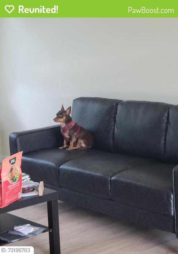 Reunited Female Dog last seen Waneta, Palm Bay, FL 32907