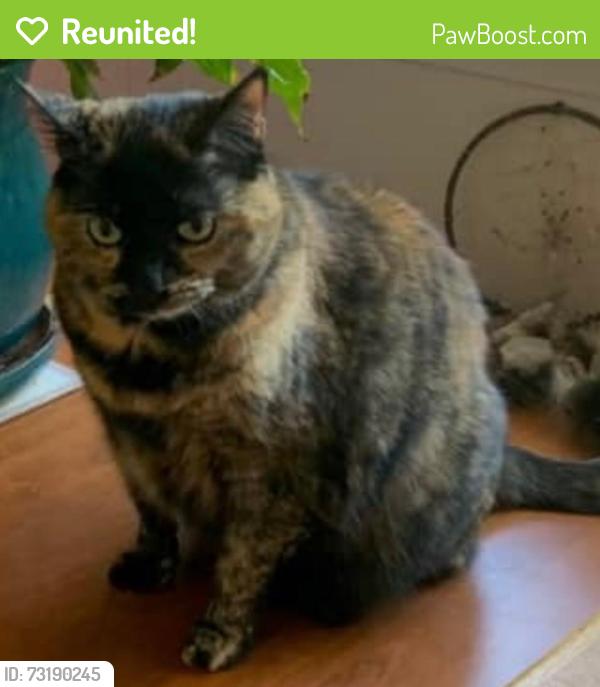 Reunited Female Cat last seen Beverly Blvd, Everett, WA 98203, USA, Everett, WA 98203