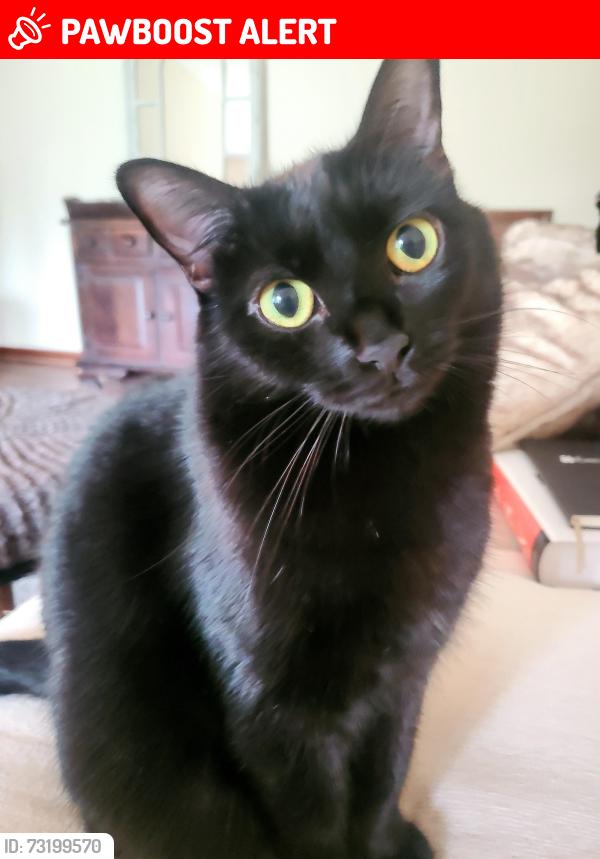 Lost Female Cat last seen Bedford Villas cndmniums, Canton Township, MI 48187