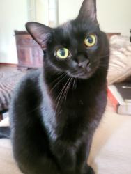 Lost Female Cat last seen Bedford Villas cndmniums, Canton Township, MI 48187