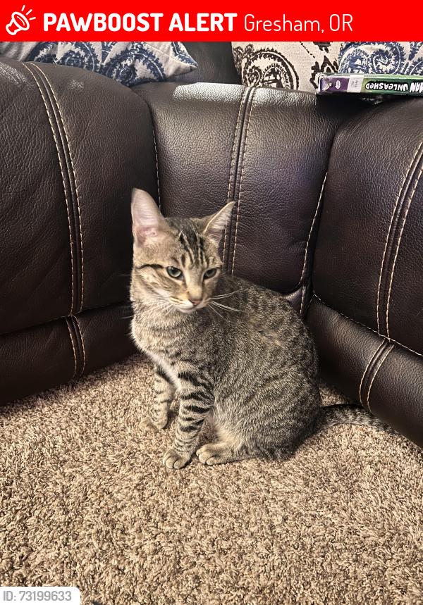 Lost Female Cat last seen Near Jasmine way and chase loop, Gresham, OR 97080