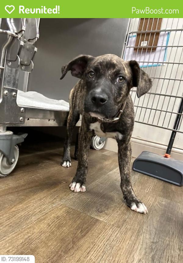 Reunited Male Dog last seen Grant and cypress rosehill, Cypress, TX 77433