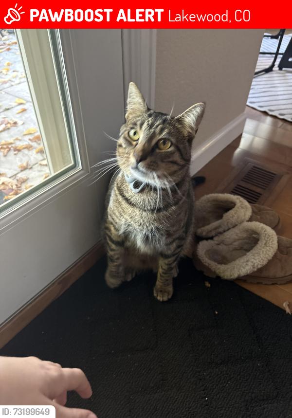 Lost Male Cat last seen W Yale ave and S Alkire st, Lakewood, CO 80228