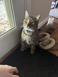 Lost Male Cat last seen W Yale ave and S Alkire st, Lakewood, CO 80228