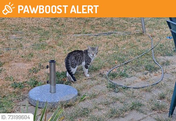 Found/Stray Male Cat last seen near steventon road - seen in gardens for several weeks, Greater London, England W3 7HQ