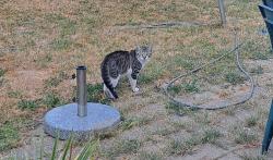 Found/Stray Male Cat last seen near steventon road - seen in gardens for several weeks, Greater London, England W3 7HQ