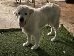 Found/Stray Male Dog last seen Briargrove and Olympia, Houston, TX 77057