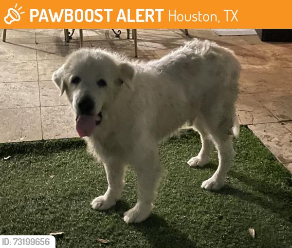 Found/Stray Male Dog last seen Briargrove and Olympia, Houston, TX 77057