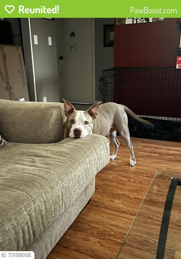 Reunited Male Dog last seen 10th Ave and Military Trail, Lake Worth Beach, FL 33461