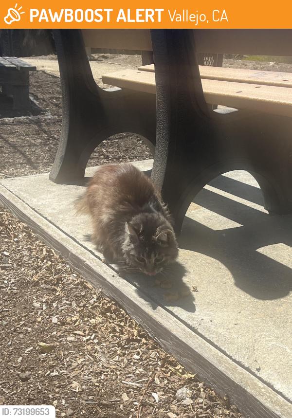 Found/Stray Female Cat last seen Sunshine Smoothies and Coffee, Vallejo, CA 94590