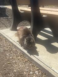 Found/Stray Female Cat last seen Sunshine Smoothies and Coffee, Vallejo, CA 94590