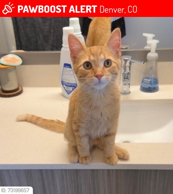 Lost Male Cat last seen S Bannock and W Colorado, Denver, CO 80223