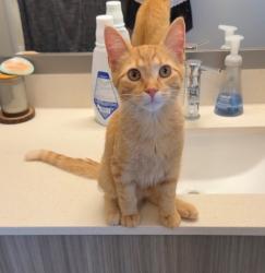 Lost Male Cat last seen S Bannock and W Colorado, Denver, CO 80223