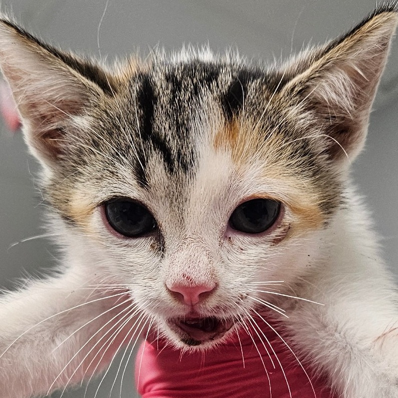 Shelter Stray Female Cat last seen , 328 Furman Hall Rd, Greenville, SC 29609, USA