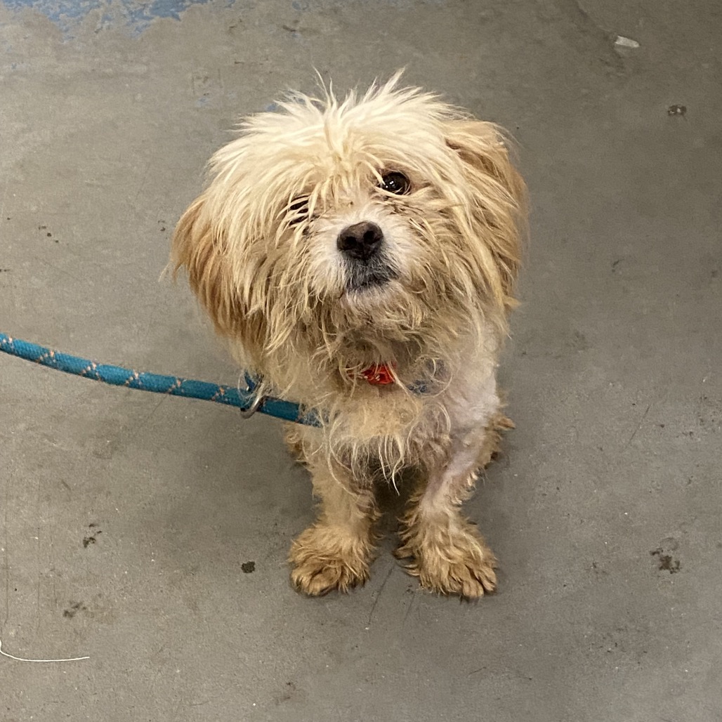 Shelter Stray Male Dog last seen , 2350 Appling City Cove, Memphis, TN 38133, USA