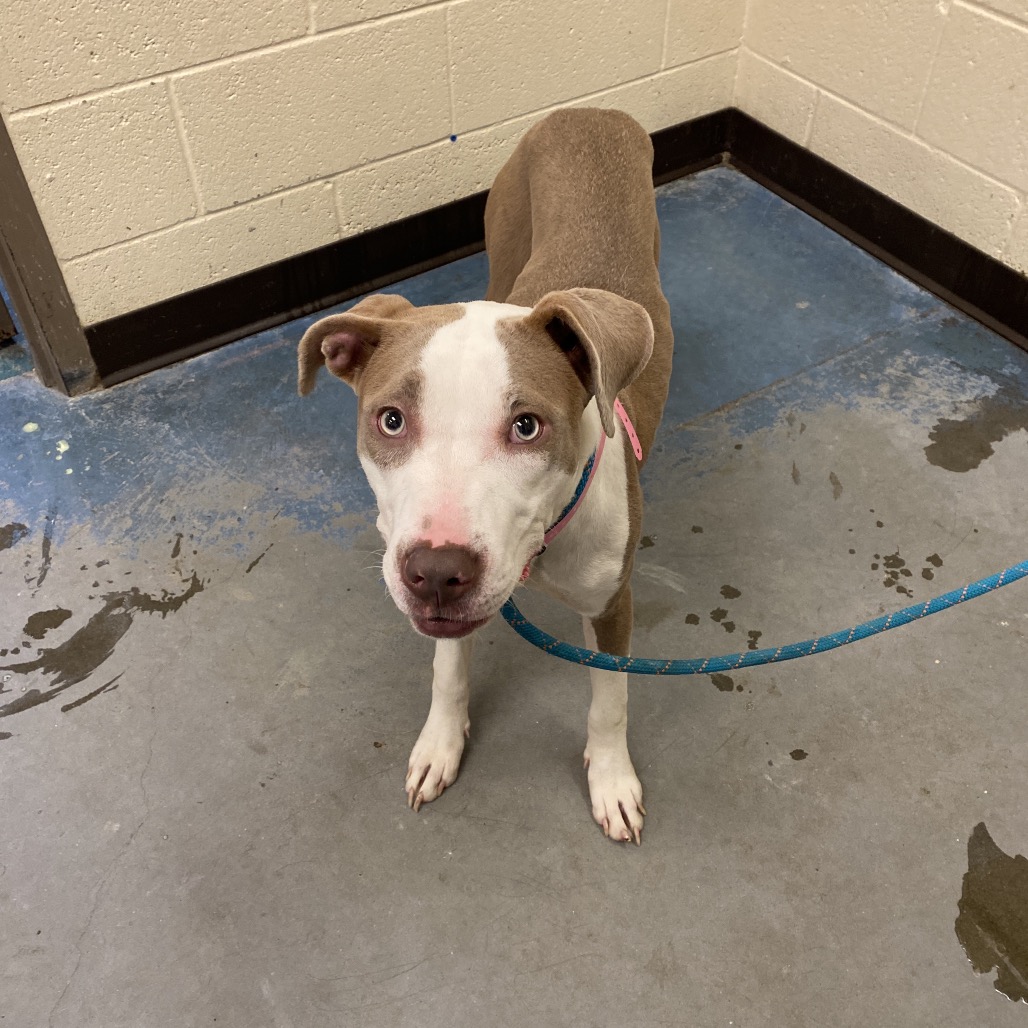 Shelter Stray Female Dog last seen , 2350 Appling City Cove, Memphis, TN 38133, USA